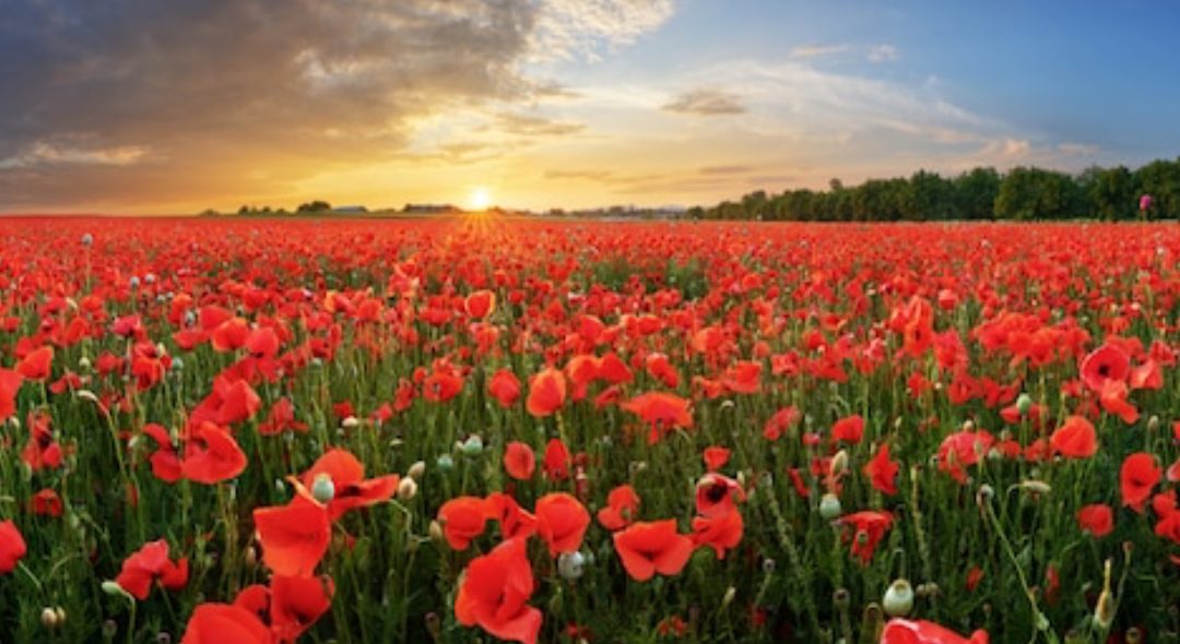 Alcohol and Emotions – To win the war on Alcohol, our Emotions need to be our Allies