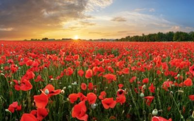 Alcohol and Emotions – To win the war on Alcohol, our Emotions need to be our Allies